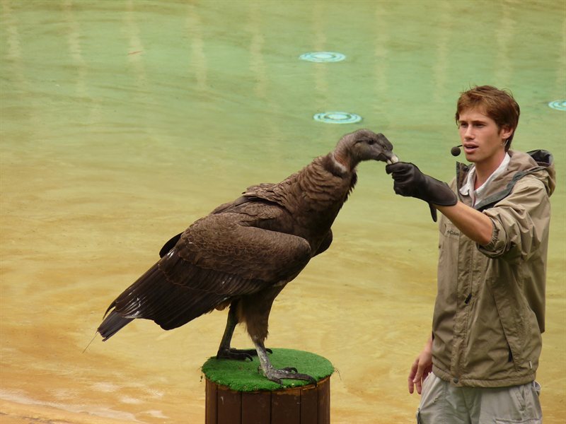 Andean Condor
