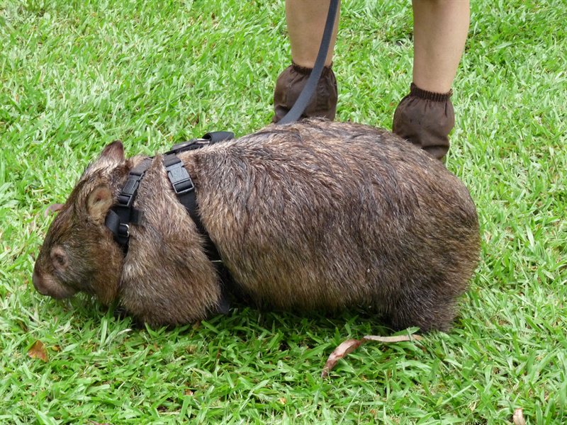 Wombat on patrol