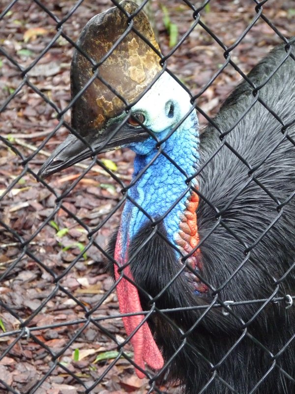 Cassowary