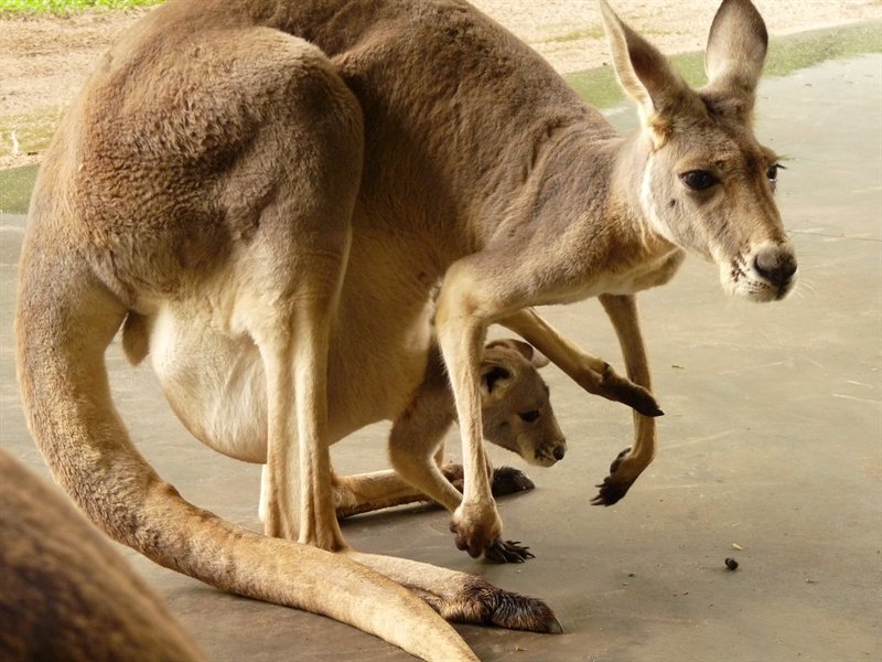 Kangeroo with joey