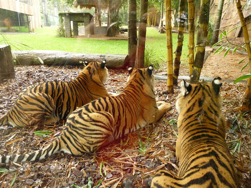 Tigers