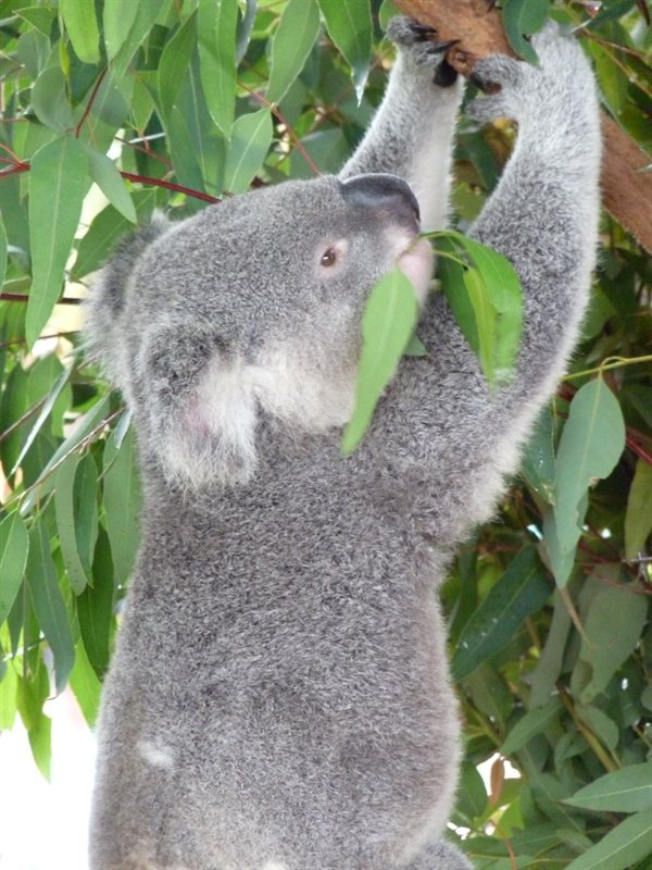 Koala