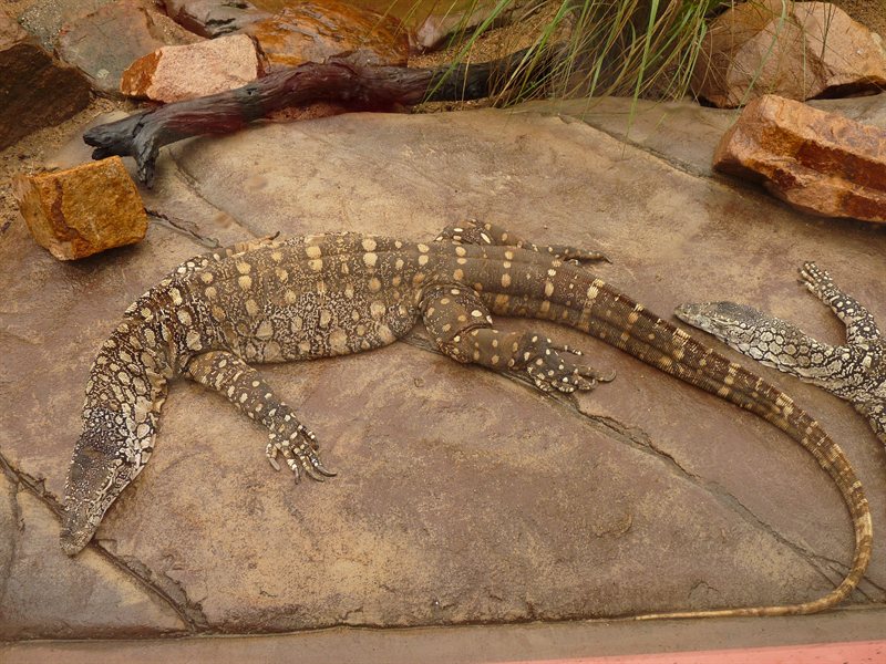 Perentie