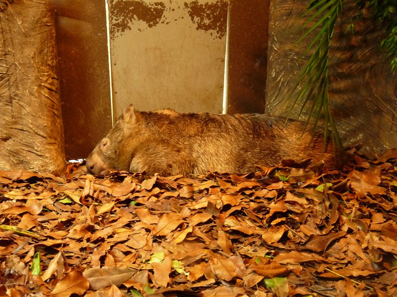 Sleeping wombat