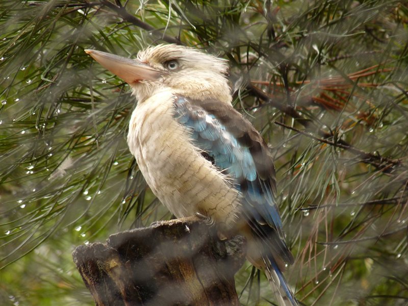Blue Kookaburra
