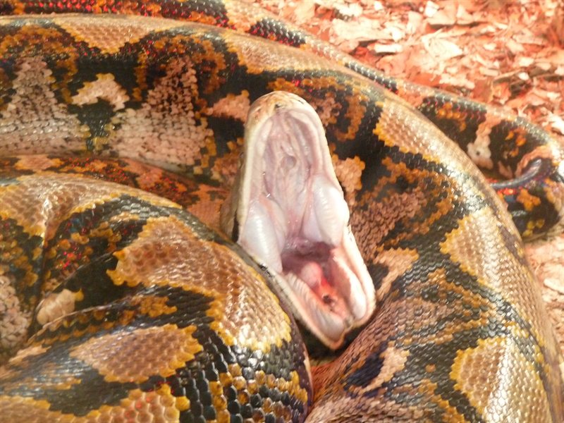 Lily the Reticulated Pythin