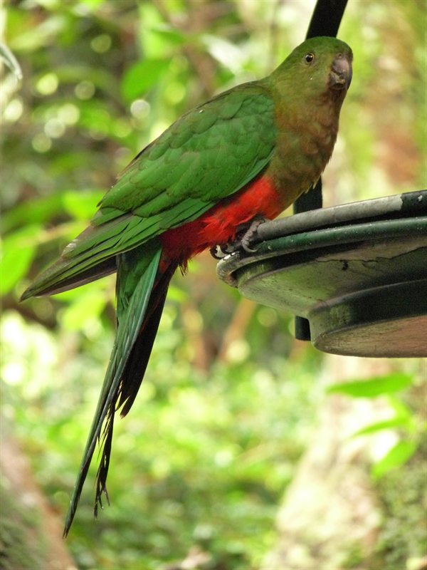 King Parrot