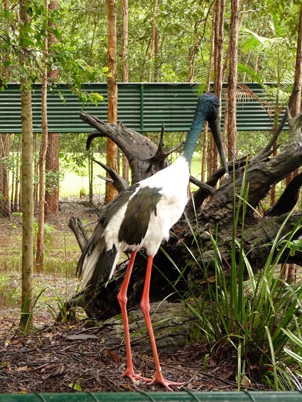 Jabiru
