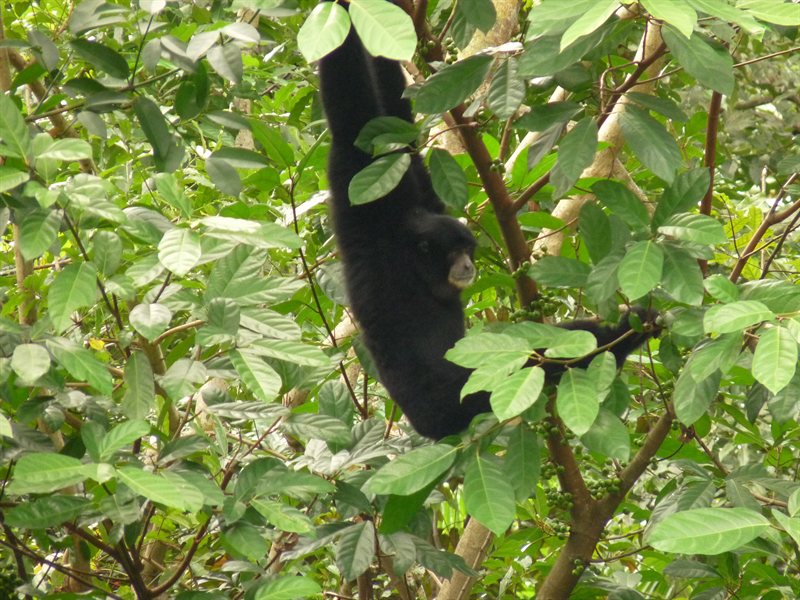 Siamang swinging from the trees