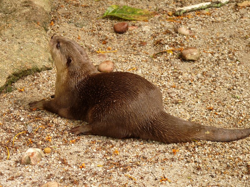 Asian small-clawed otter