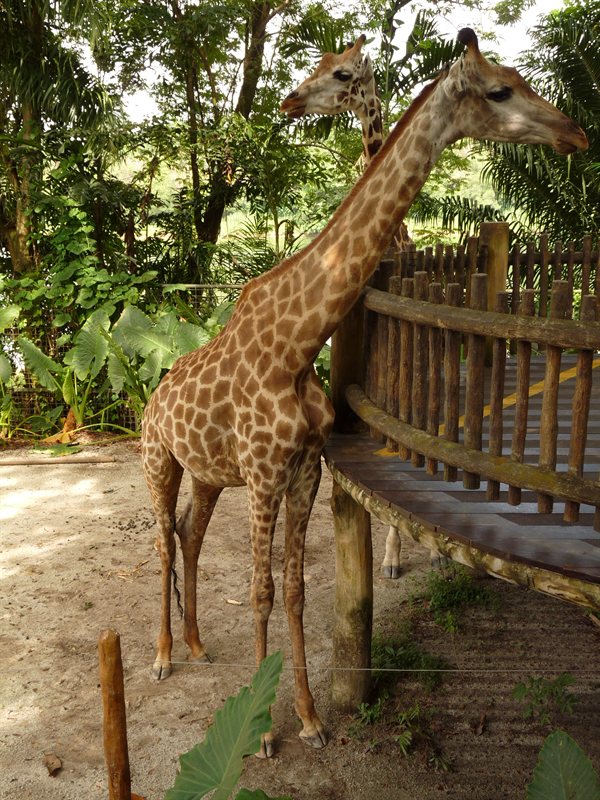 Giraffes ready for food