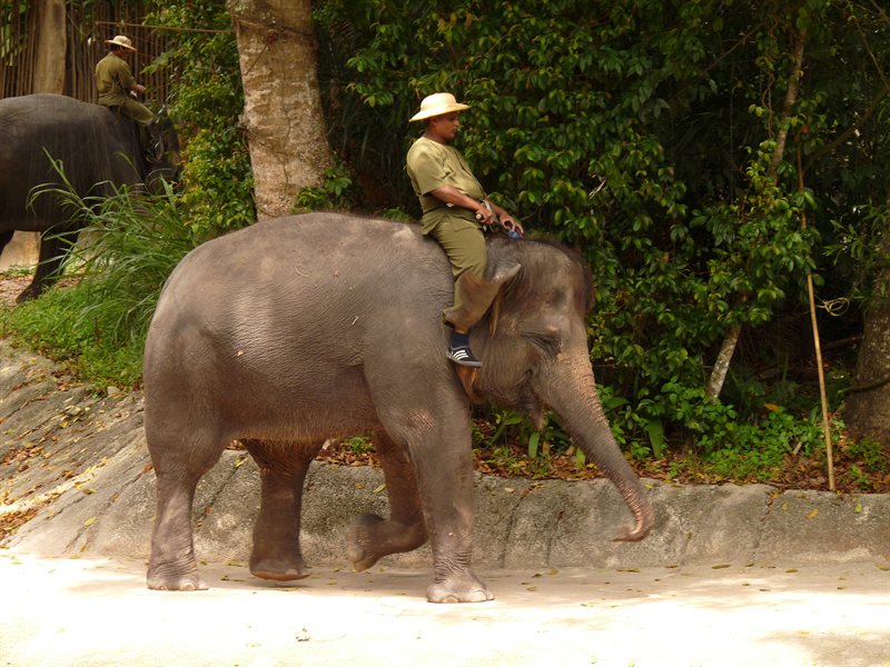 Elephant and Mahout