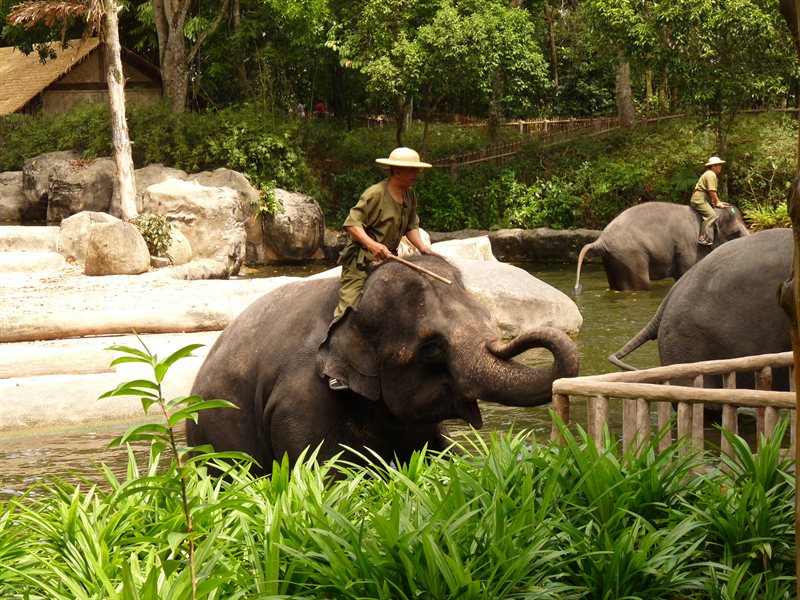 Elephants saying hello