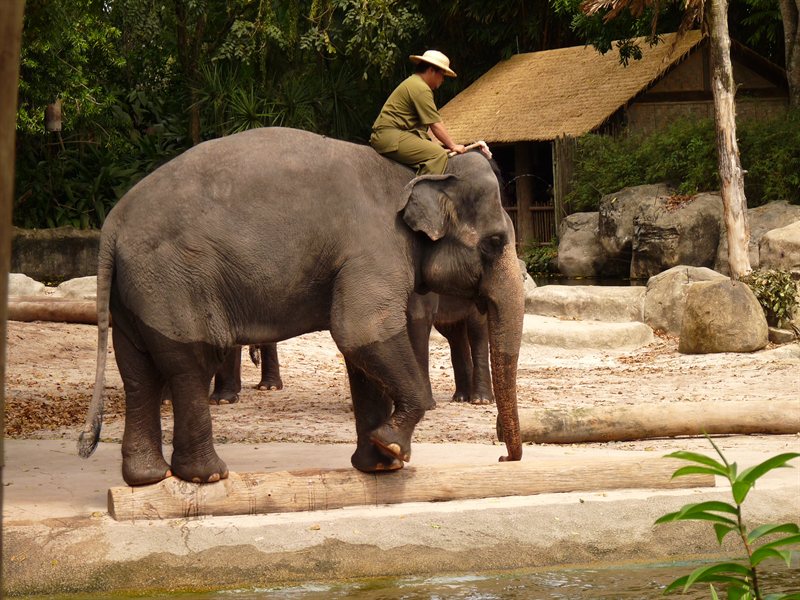 Elephant balancing on a log