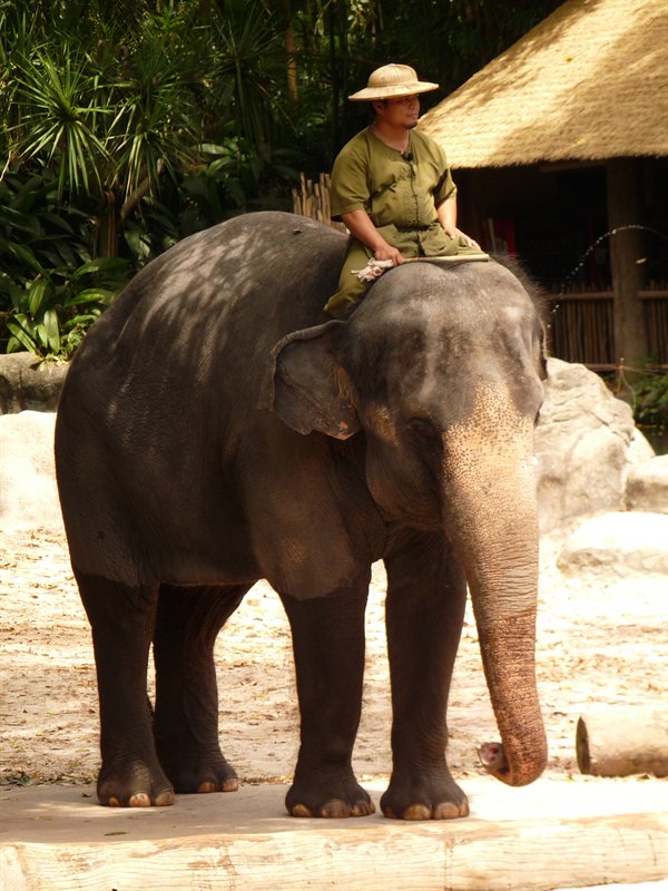 Elephant show at Singapore Zoo