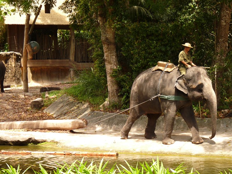 Elephant show at Singapore Zoo