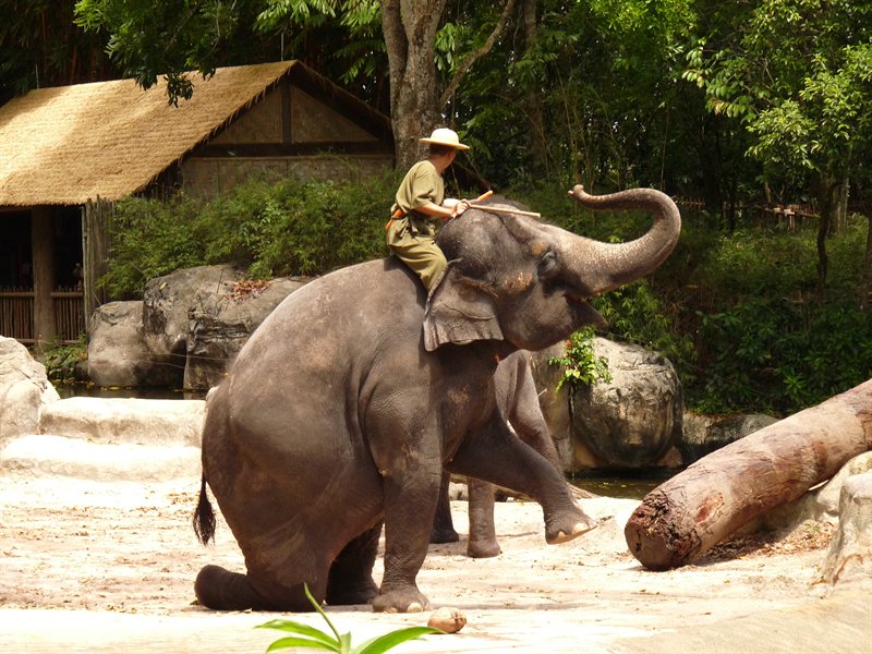 Elephant show at Singapore Zoo