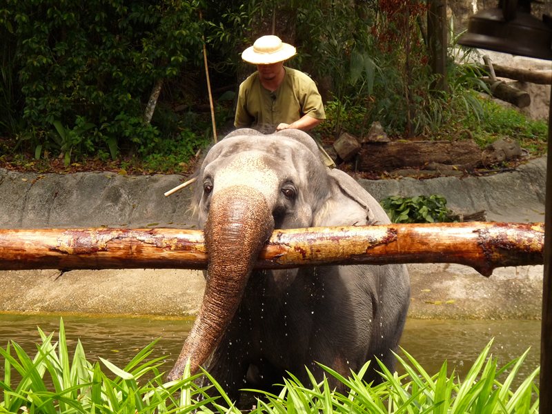 Elephant show at Singapore Zoo