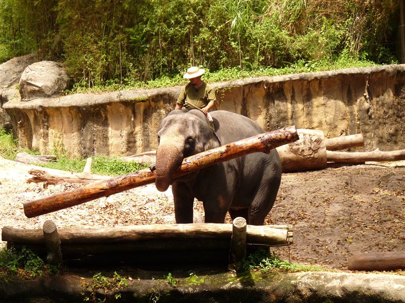Elephant show at Singapore Zoo