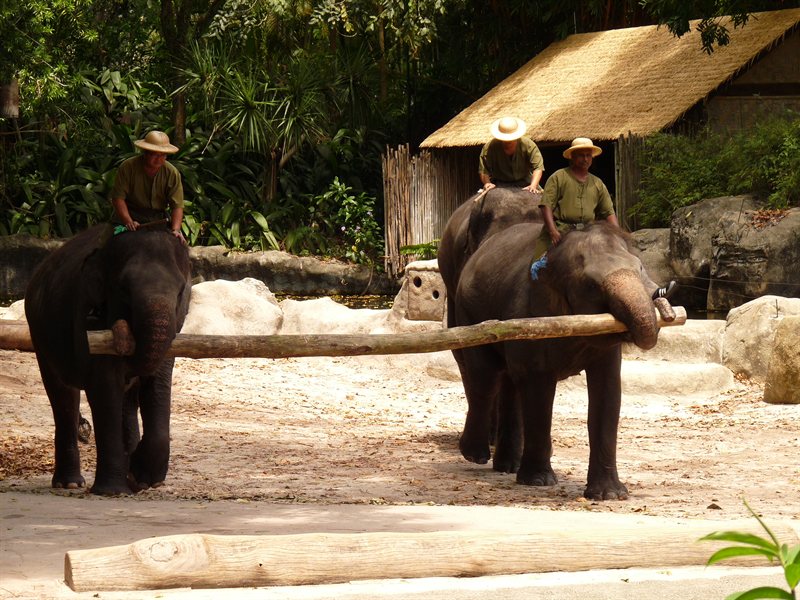 Elephant show at Singapore Zoo