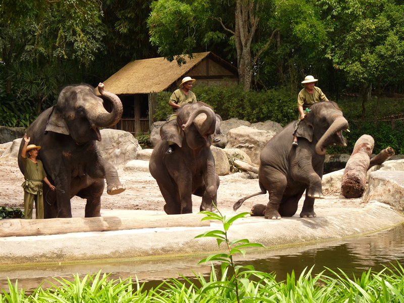 Elephant show at Singapore Zoo