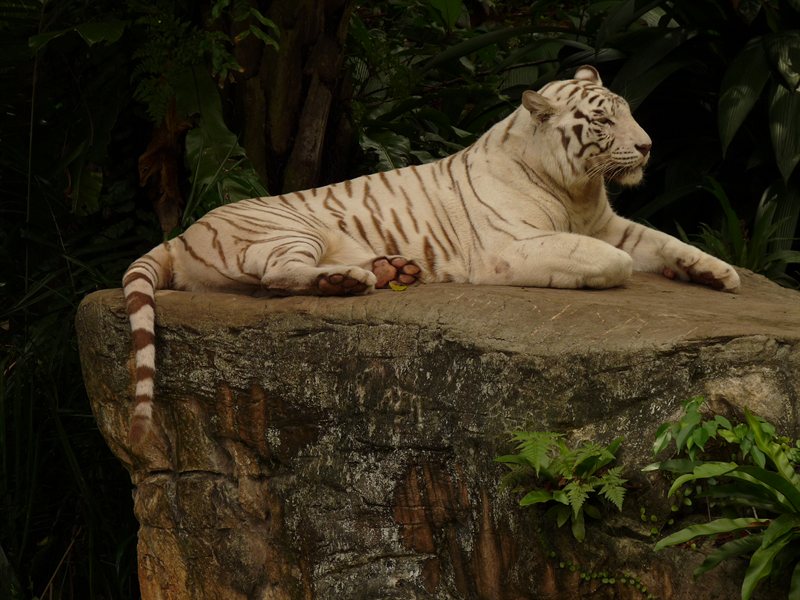 White tiger at Singapore Zoo