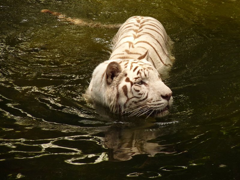 White tiger at Singapore Zoo