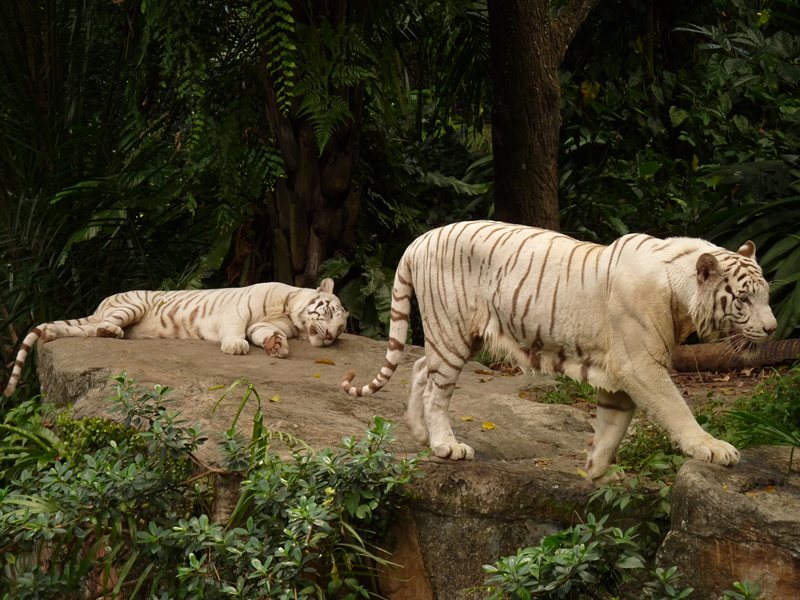 White tigers at Singapore Zoo