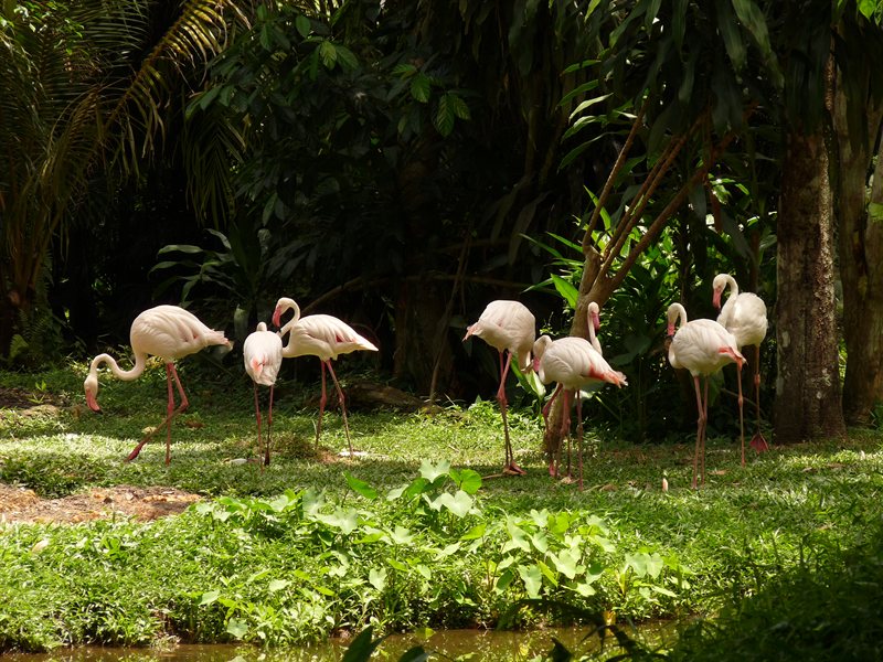 Flamingoes