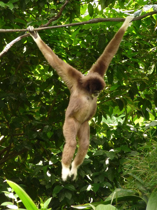 Gibbon
