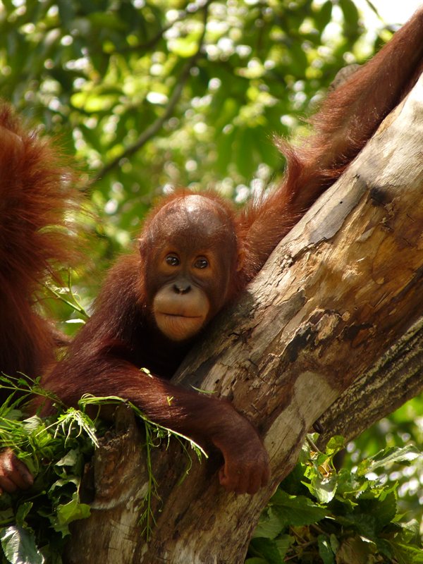 Orangutans at Singapore Zoo