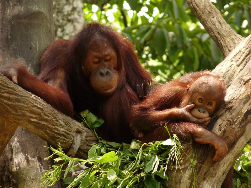 Orangutans at Singapore Zoo