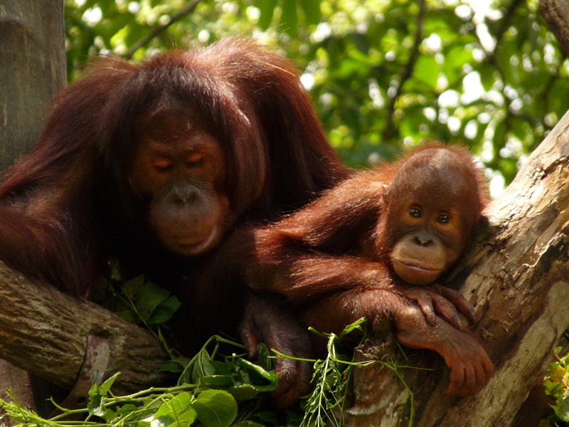 Orangutans at Singapore Zoo