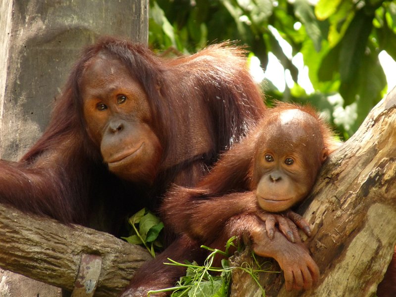 Orangutans at Singapore Zoo