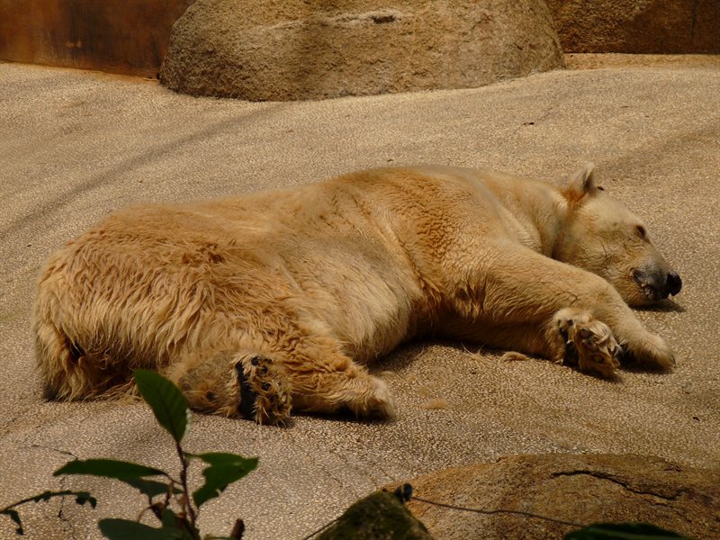 Polar Bear relaxing