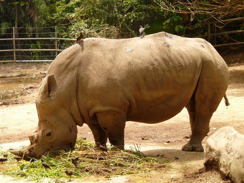 Rhino at Singapore Zoo