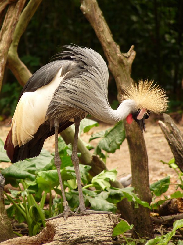Gray crowned crane