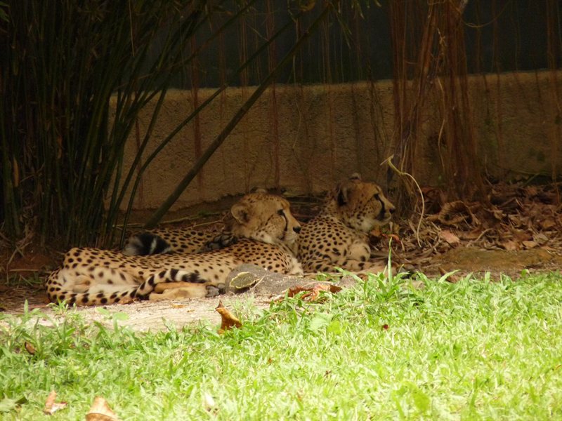 Cheetahs at Singapore Zoo