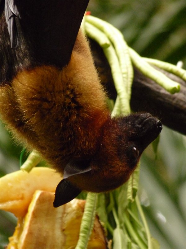 Fruit bat or flying fox