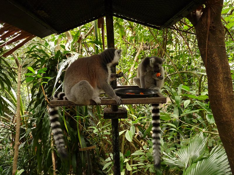 Ring tailed lemurs