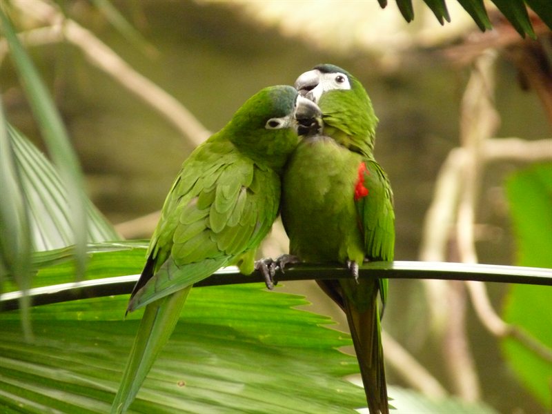Green parrots