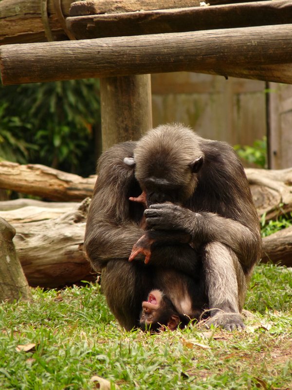 Chimp and baby