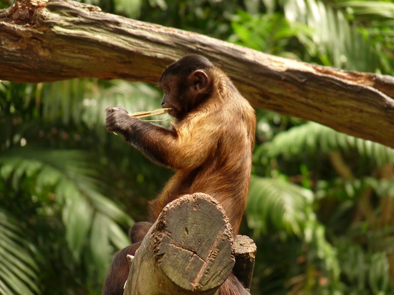 Brown Capuchin