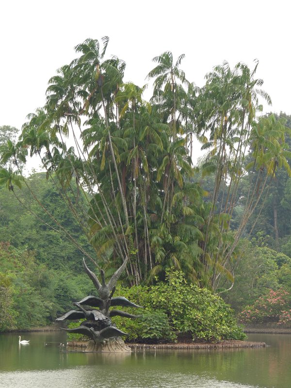 Swan Lake in the botanic gardens