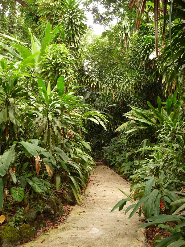 Rainforest at the botanic gardens