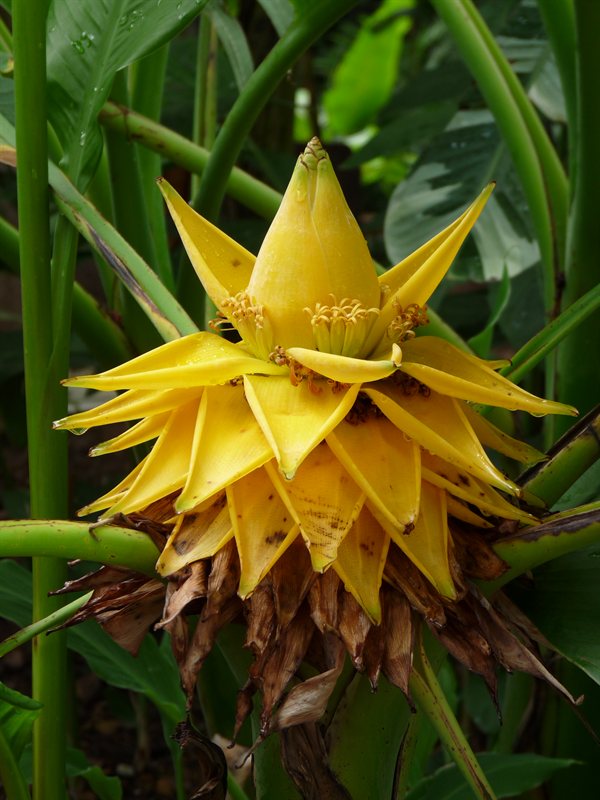 Turmeric flower
