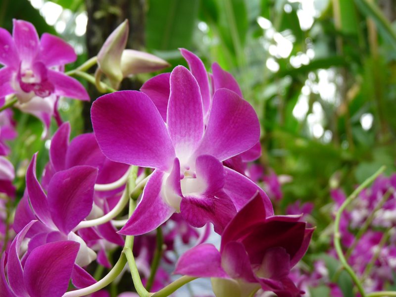 Orchid