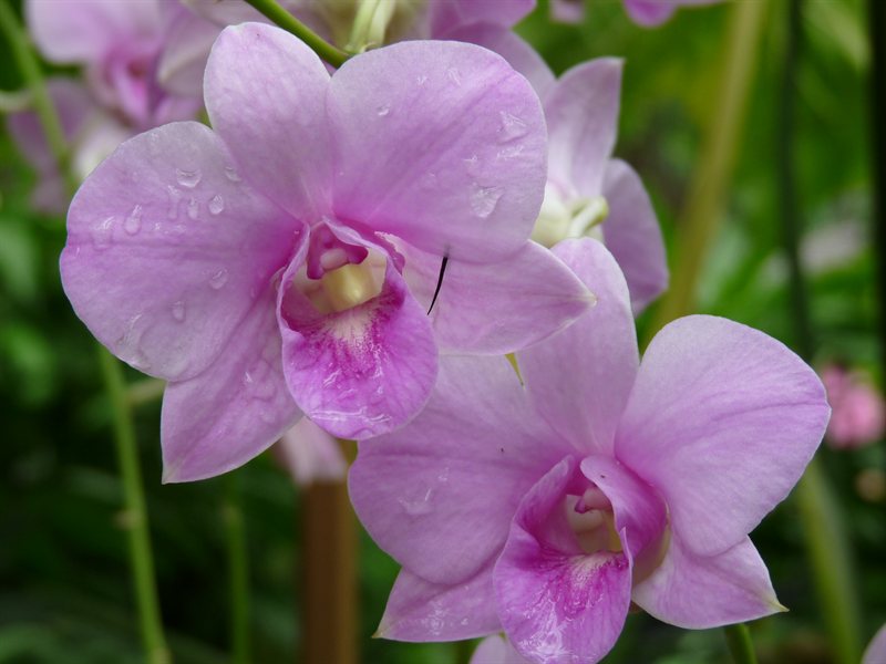 Orchid