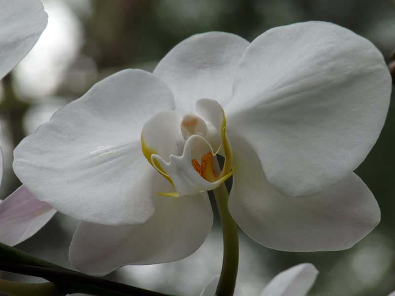 Orchid