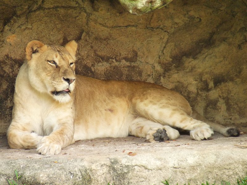 Lioness relaxing